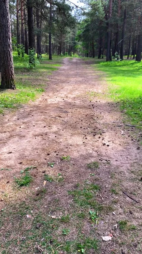 A path in the woods. Vertical video Stock Footage 275956691
