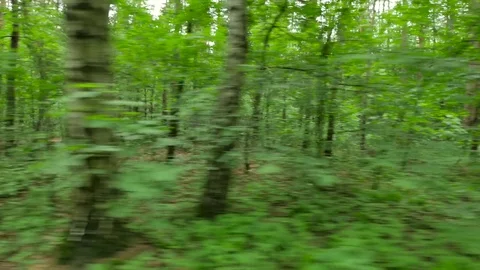 Path in the woods.Fast ride on a bike. Stock-Footage 76837203