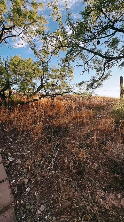 Path in the woods,garden, path, park, tree, nature, trees, summer, Video stock 252093274