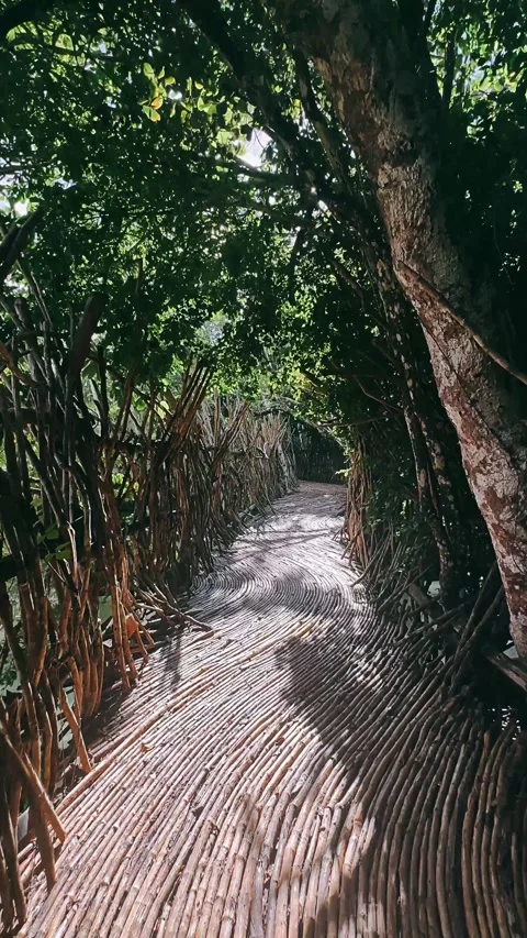 Path in the woods,garden, path, park, tree, nature, trees, summer Stock Footage 252298039