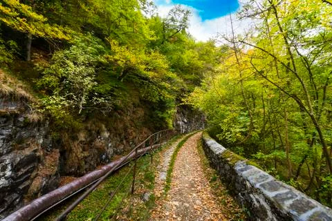 Path with yellow leaves Stock Photos