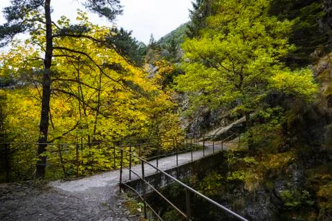 Path with yellow leaves Stock Photos