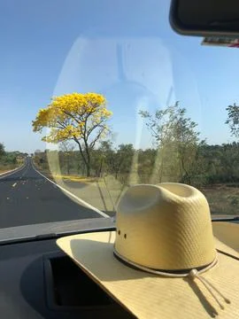 Path with yellow tree and straw hat Stock Photos