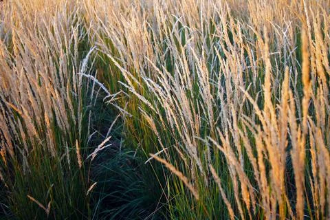 The path in the yellow wheat ears Foto stock