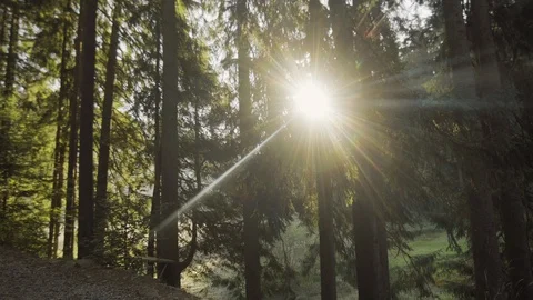 The path of a young man, a tourist walking along a beautiful road to the forest Stock Footage 90099213