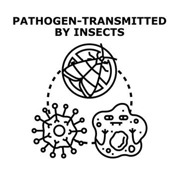 Pathogen transmission by insects concept icon Stock Illustration