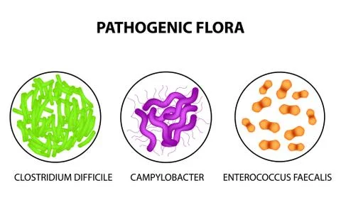 Pathogenic flora. Clostridium difficile, Campylobacter, Enterococcus faecalis Stock Illustration