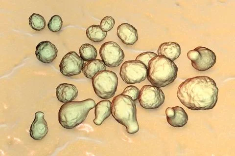 Pathogenic yeast fungus Cryptococcus Illustrazione stock