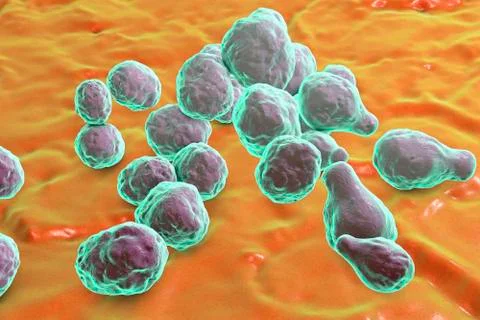 Pathogenic yeast fungus Cryptococcus Stock Illustration