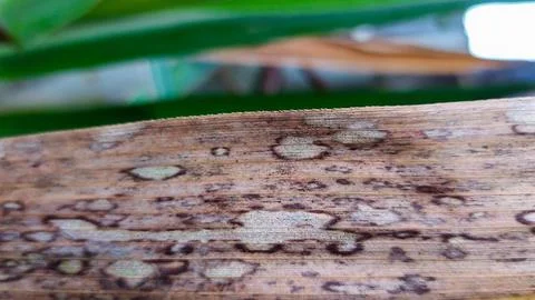 Pathogens causing leaf diseases in sugarcane (Saccharum officinarum). Stock Photos