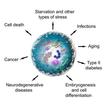 Pathological and physiological functions of autophagy Stock Illustration