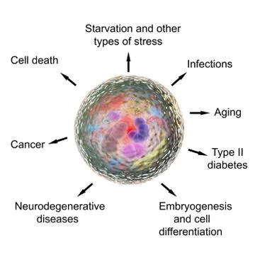 Pathological and physiological functions of autophagy Stock Illustration