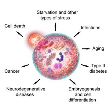 Pathological and physiological functions of autophagy Stock Illustration