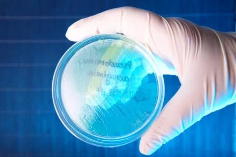 Pathological bacteria Stock Photos
