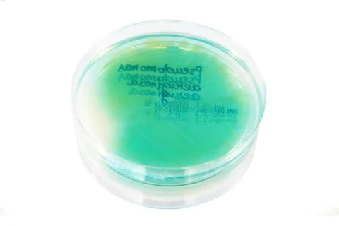 Pathological bacteria 스톡 사진