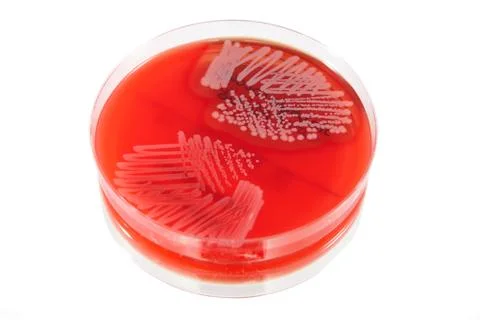 Pathological bacteria Stock Photos