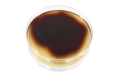 Pathological bacteria Stock Photos