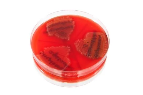 Pathological bacteria Stock Photos