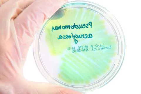 Pathological bacteria Stock Photos