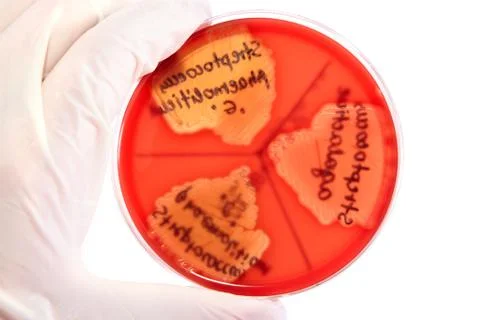 Pathological bacteria Stock Photos