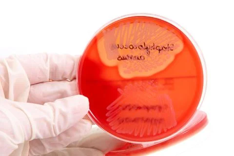 Pathological bacteria Stock Photos