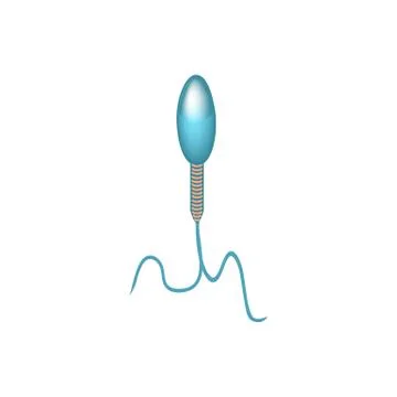 Pathological forms of sperm in the ejaculate. Male infertility Oligospermia Stock Illustration