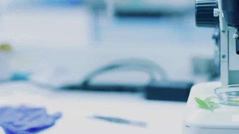A pathologist examines a human tissue sample under a sophisticated microscope Stock Footage 336582703