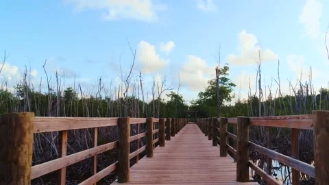 Paths and paths in the forest.  Stock Footage 220902615