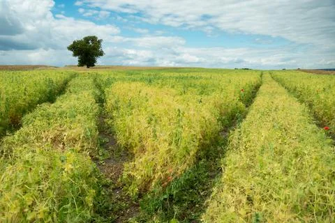 Paths in a bean field and a lone tree Stock Photos