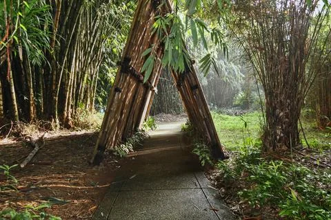Paths covered with bamboo like a canopy. Stock Photos