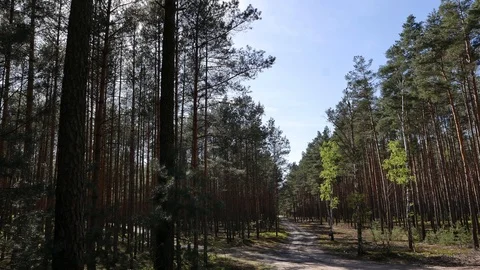 Paths in forest light windy, afternoon, 4K video. Stock Footage 90843937