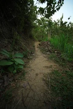 Paths in the forest Stock Photos