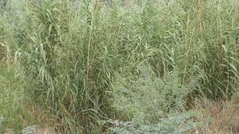 The paths in the mid of green grass Stock Footage 111887393