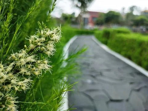The paths in the middle of the garden Stock Photos