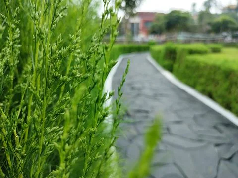 The paths in the middle of the garden Photos