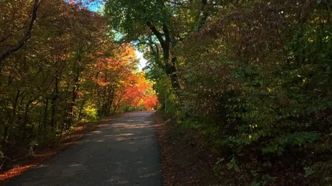 Paths in the park autumn tree Stock Footage 255066853