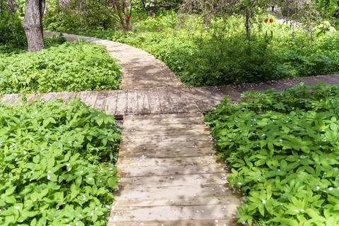 Paths in the park of boards intersect. There are many plants and flowers near Foto stock