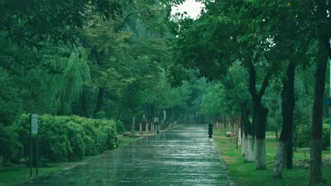 Paths in the rain park Stock-Footage 234053885