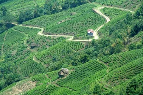 Paths in Tea Garden Stock Photos