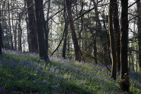 Paths though the forest undergrowth Stock Photos