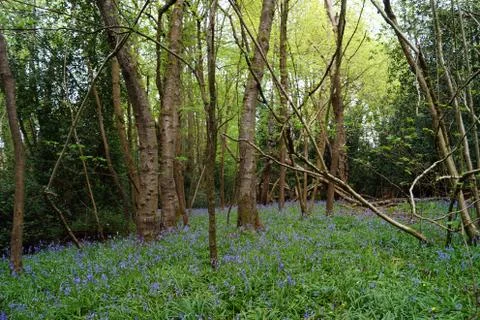 Paths though the forest undergrowth Foto stock
