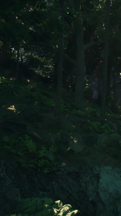 Paths through trees in a forest during the afternoon light Stock Footage 342186399