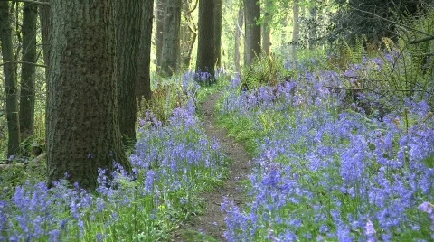 Pathtosky Stock-Footage 355562