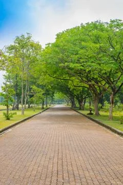 Pathway alone the large tree in the urban park Stock Photos