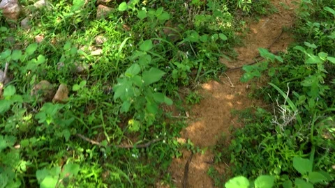 A pathway along the forest Stock Footage 291189145