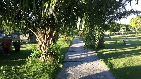 Pathway along palm trees Stock Footage 101501021