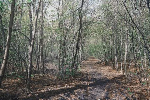 Pathway amidst Trees In Forest Stock Photos