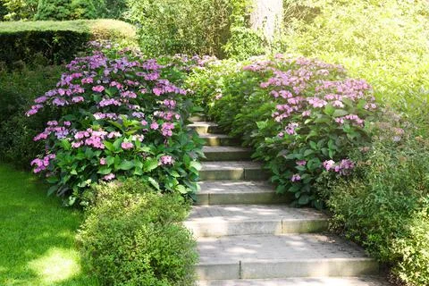 Pathway among beautiful hydrangea shrubs with violet flowers outdoors Foto stock