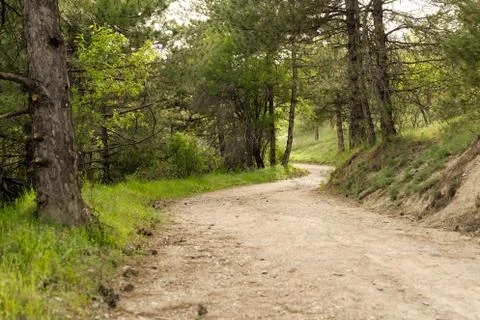 Pathway among pine trees in a forest near lake eymir, Ankara, Turkey. Stock Photos