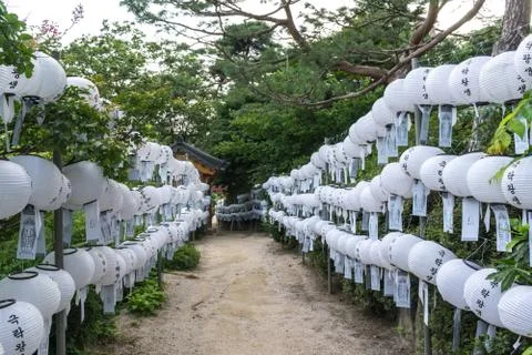 Pathway among the white lantern Stock Photos
